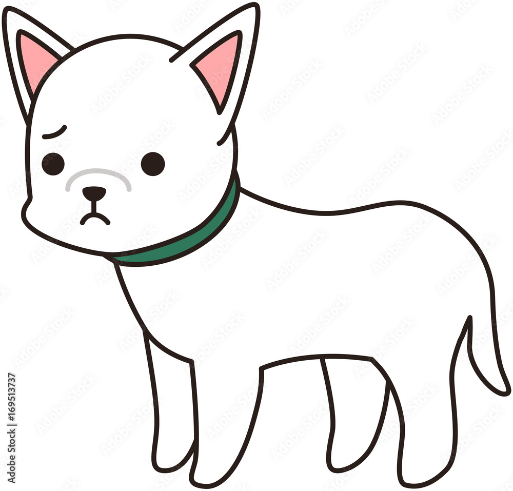 白い犬 ドッグ わんわん 散歩 表情 白い犬 ドッグ わんわん 散歩 表情