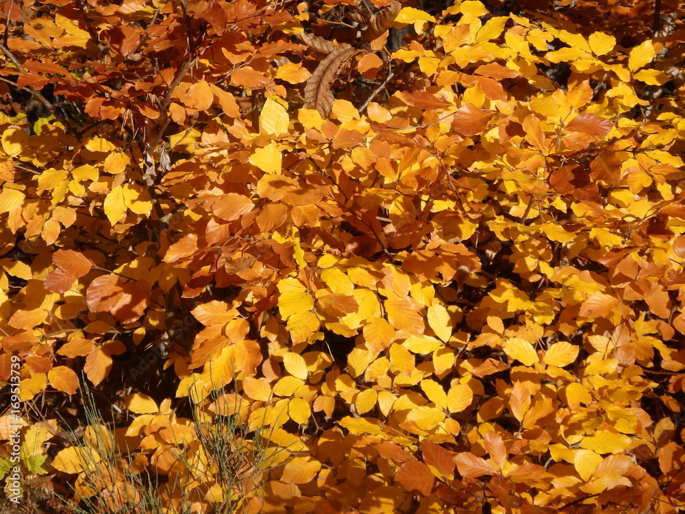 feuilles d'automne feuilles d'automne