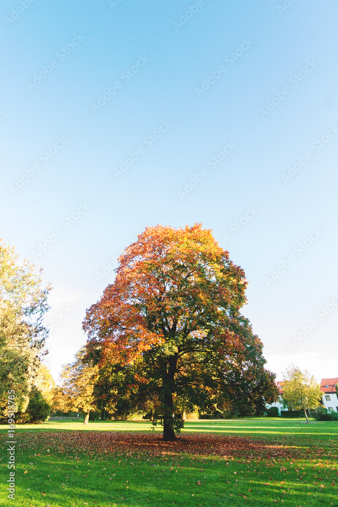 Tree in park in Autumn season, with red, yellow and green leafs.