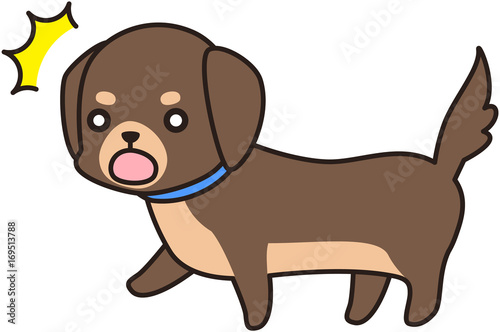 茶色いミニチュアダックスフンド　犬 ドッグ わんわん 散歩　表情  © chaffflare