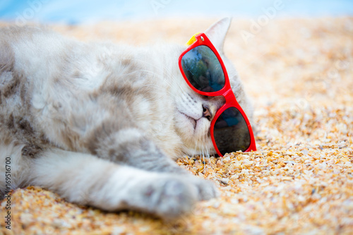 Сat wearing sunglasses relaxing on the beach