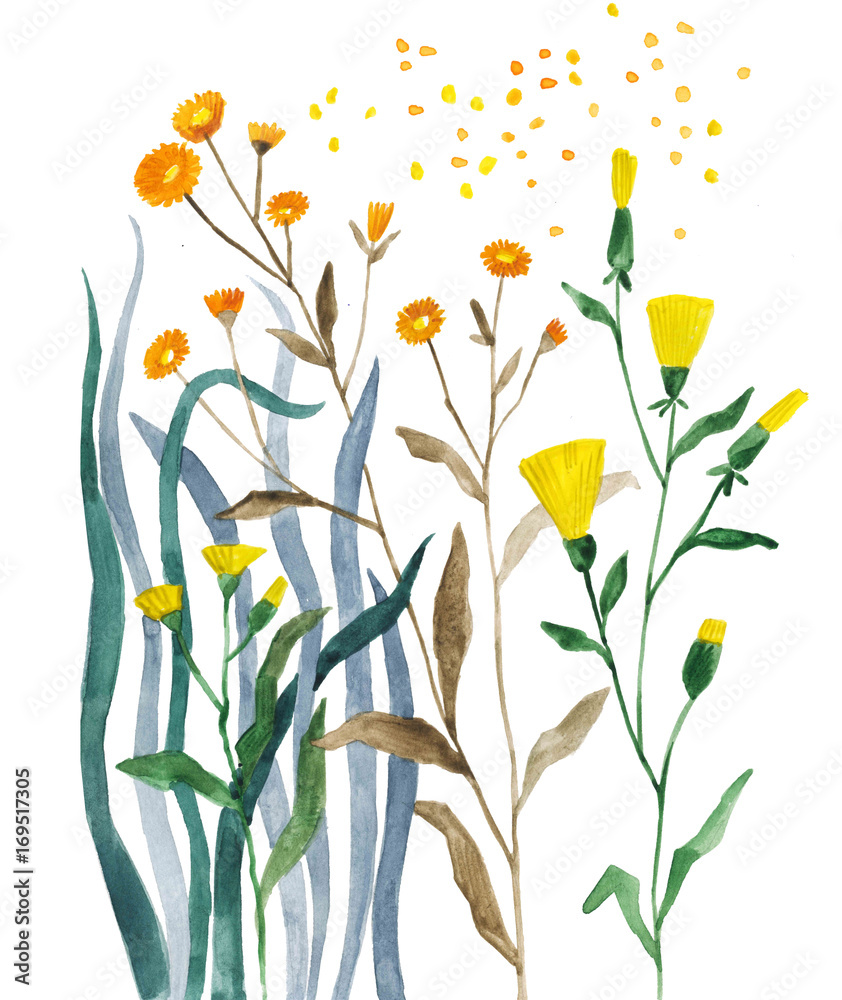 ботаническая иллюстрация, акварельные растения и цветы, полевой букет