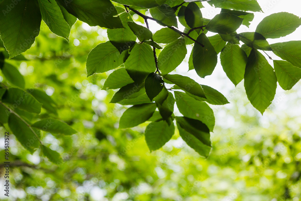 Bright green leaves background wallpaper Bright green leaves background wallpaper