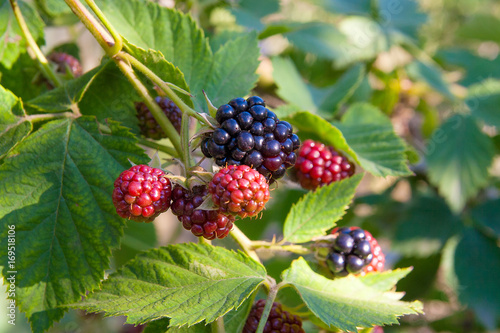 Close up view of a bunch of blackberry. Ripening of the blackberries on the blackberry bush in forest..