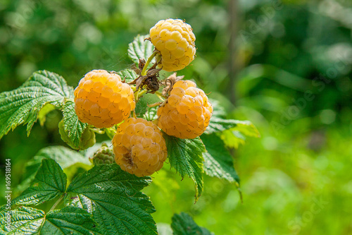 Close up of the ripe and unripe yellow raspberry in the fruit garden. Growing natural bush of yellow raspberry. Branch of yellow raspberry in sunlight..