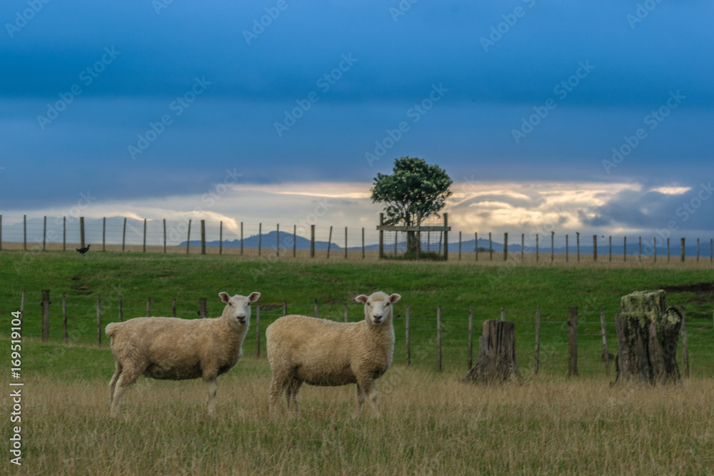 Obraz premium Twin sheeps, New Zealand