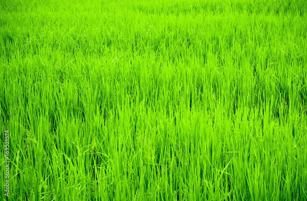 Rice field scenery in the countryside, green background Rice field scenery in the countryside, green background