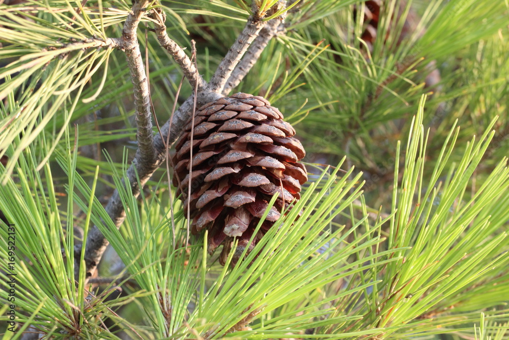 Pinea / Cones of conifers / Pine tree and cones Pinea / Cones of conifers / Pine tree and cones