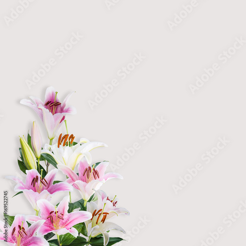 Fototapeta Naklejka Na Ścianę i Meble -  flower lily on a white background with copy space for your message