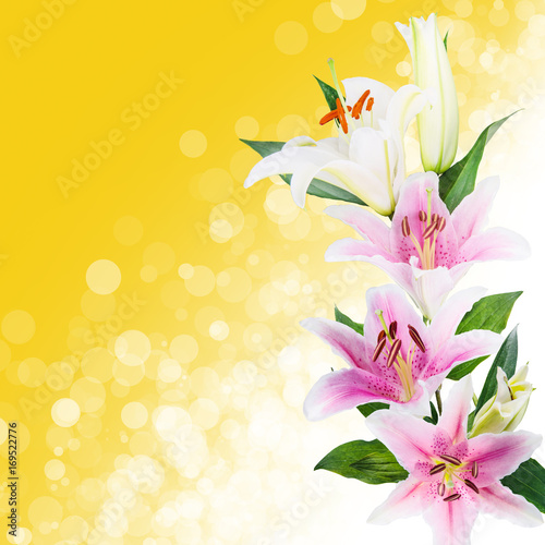 bokeh abstract glitter lighflower White lilies on a color backgroundts background