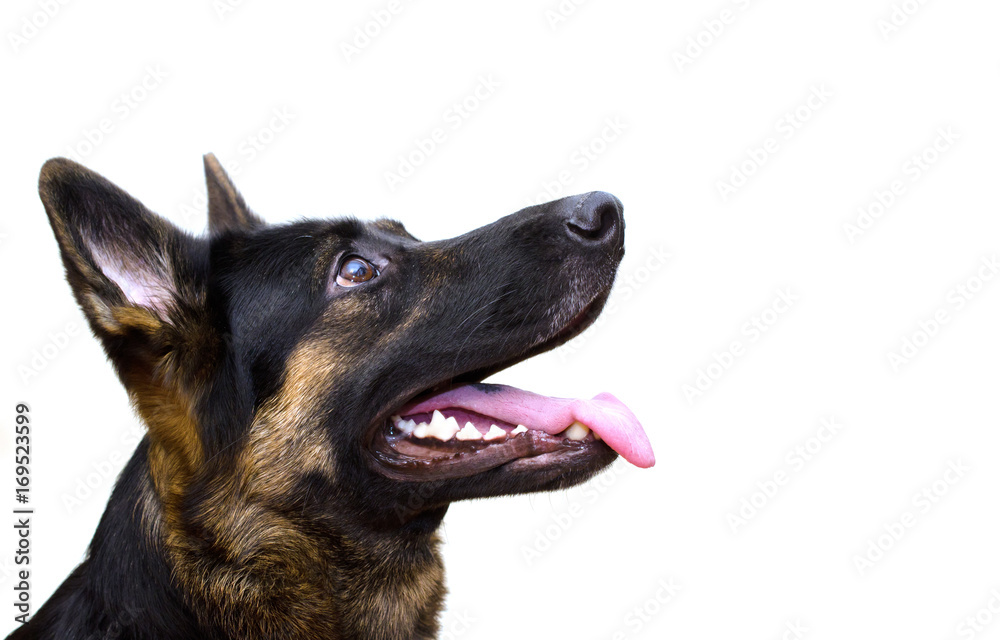 Cute German shepherd looking up (isolated on white), with copy space on the right
