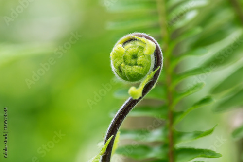 Fern frond with spiral shape