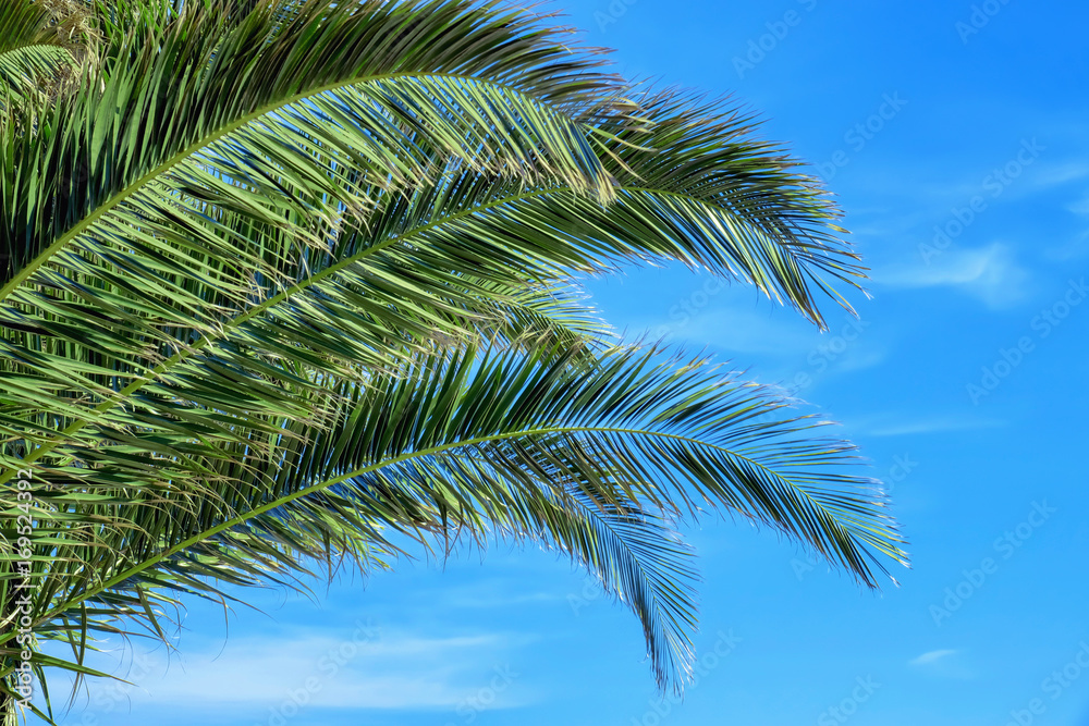 Bright green palm tree branches on blue sky background