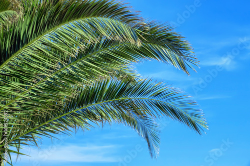 Bright green palm tree branches on blue sky background