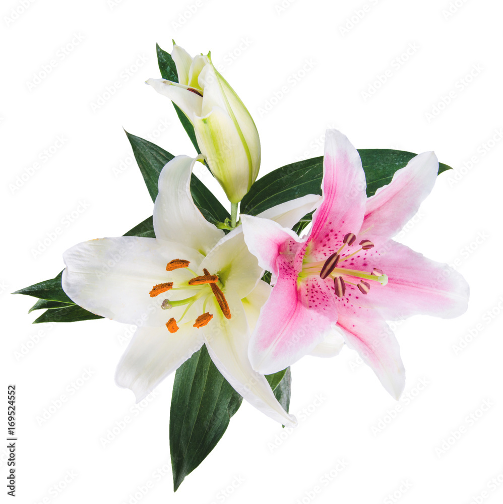 flower lily on a white background with copy space for your message flower lily on a white background with copy space for your message