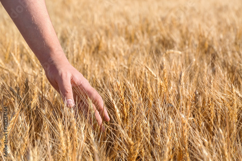 Man touching wheat spikelets in field  closeup
