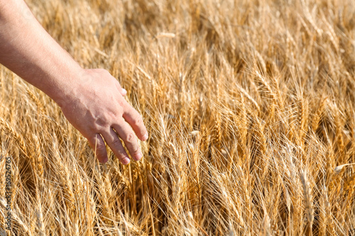 Man touching wheat spikelets in field  closeup