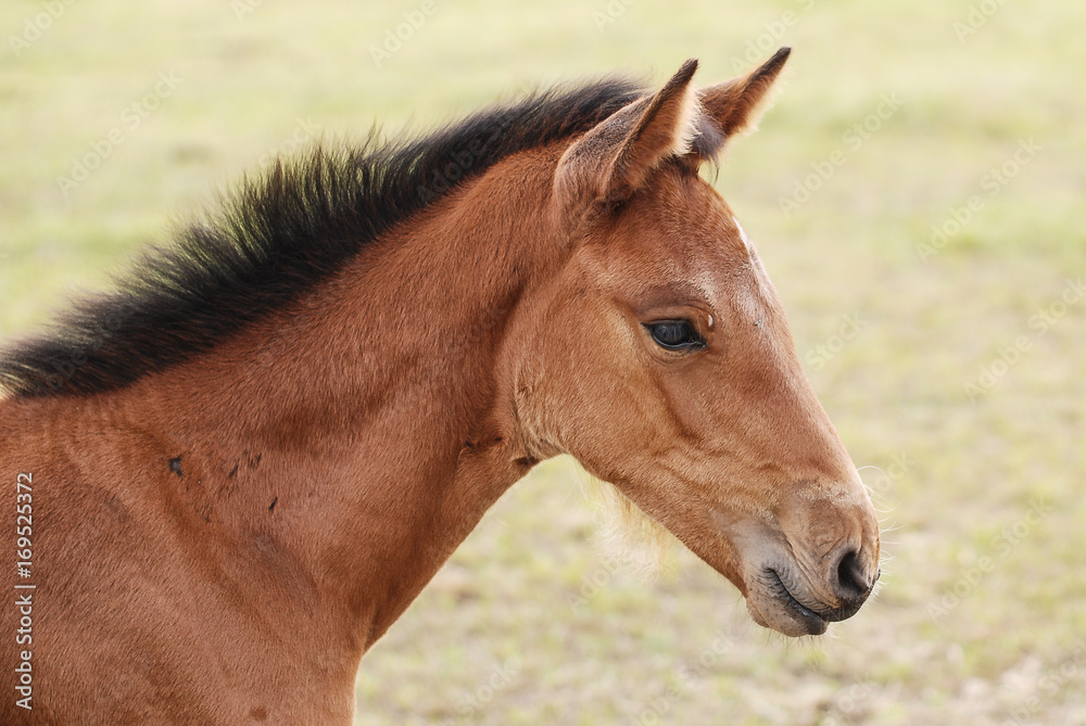 horse and foal