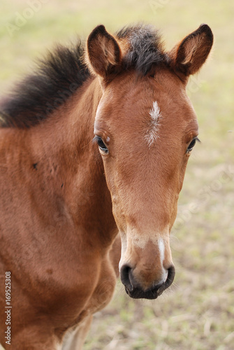 horse and foal