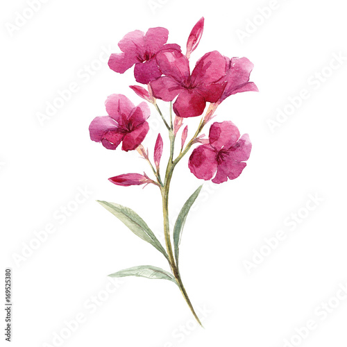 Fototapeta Naklejka Na Ścianę i Meble -  Watercolor floral branch