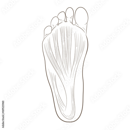 Foot sole illustration for biomechanics, footwear, shoe concepts, medical, health, massage and spa centers etc. Plantar fascia, aponeurosis. Monochrome vector contour isolated on white.