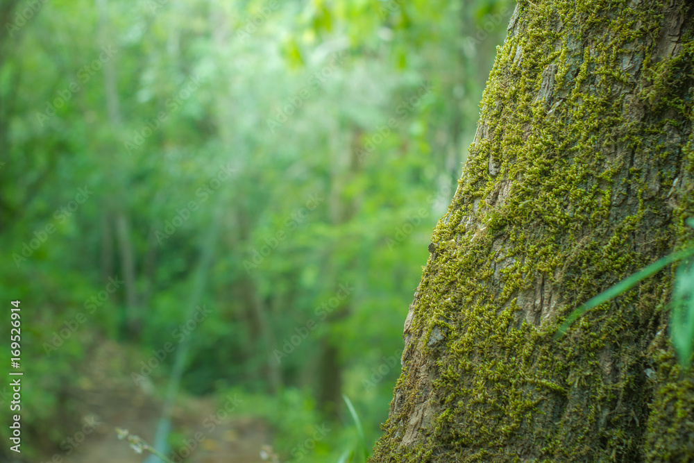 Green mosses and ferns at the trees Green mosses and ferns at the trees