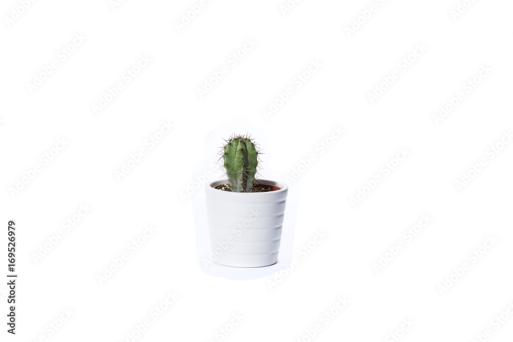 cactus on white cactus on white