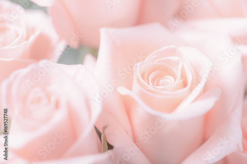 Background with beautiful pink rose