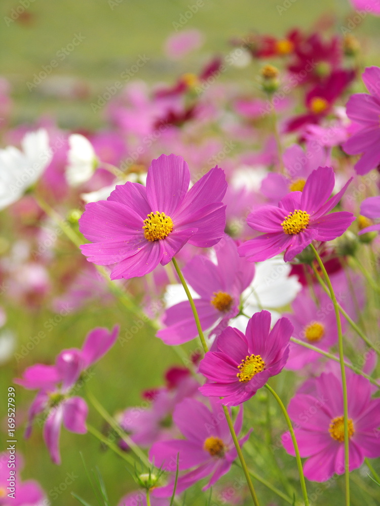 秋のコスモス畑