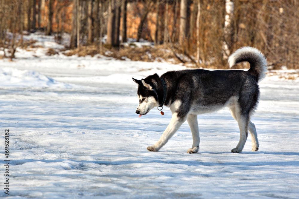 Dog breed Siberian Husky is on the frozen snow-covered pond Dog breed Siberian Husky is on the frozen snow-covered pond