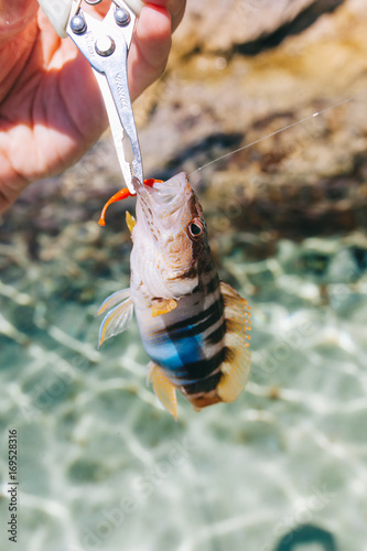Plakat painted comber fish