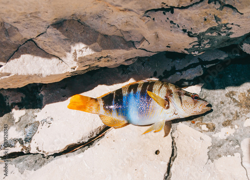 Tapety artystyczne painted comber fish