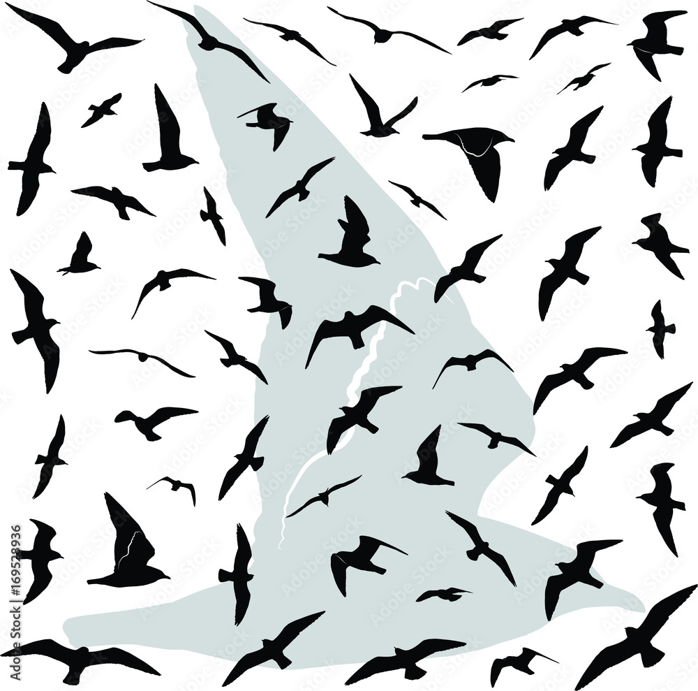 Vector illustration collection of the detailed birds (Seagulls) silhouettes in flight. Vector illustration collection of the detailed birds (Seagulls) silhouettes in flight.