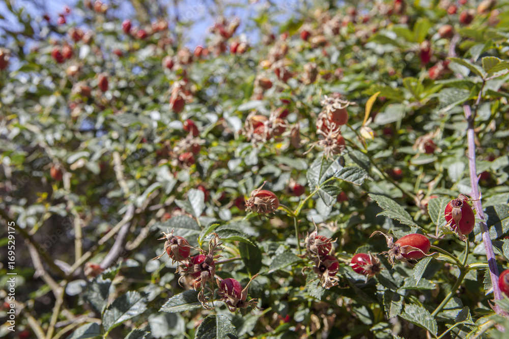 Rose hip branches with red fruits in late summer Rose hip branches with red fruits in late summer