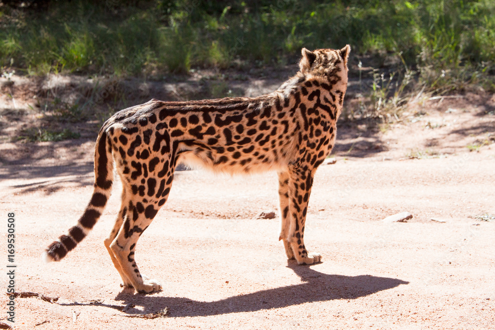 Fototapeta premium very rare king cheetah