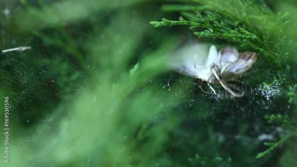 Spider holding his victim a butterfly on spider web Spider holding his victim a butterfly on spider web