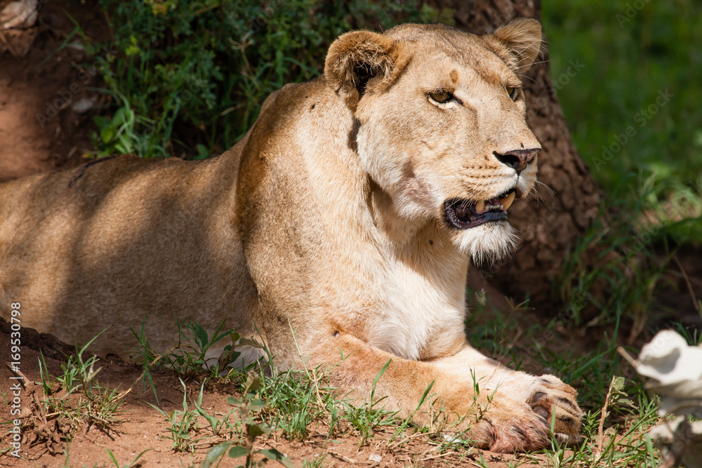 Lion in Kidepo Valley National Park - Uganda Lion in Kidepo Valley National Park - Uganda