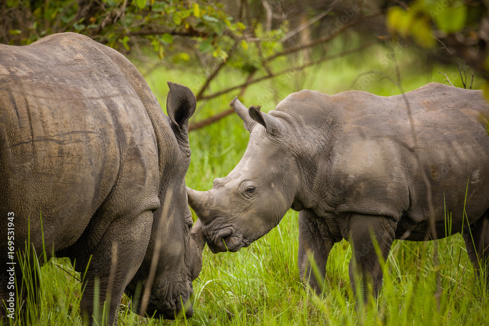 Fototapeta premium Rhino - Ziwa Rhino Sanctuary - Uganda