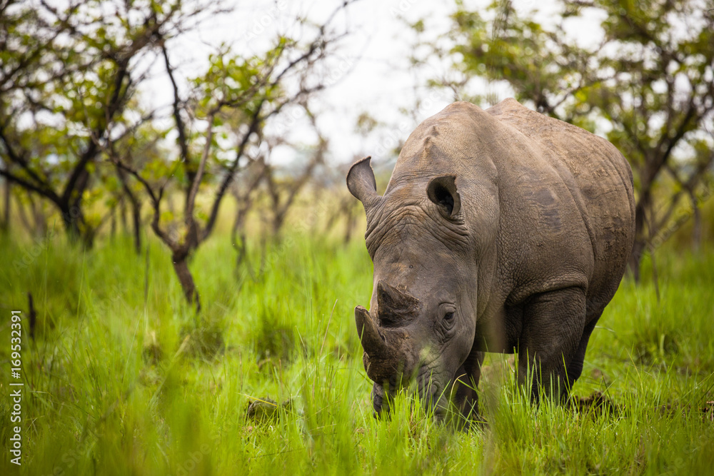 Rhino - Ziwa Rhino Sanctuary - Uganda