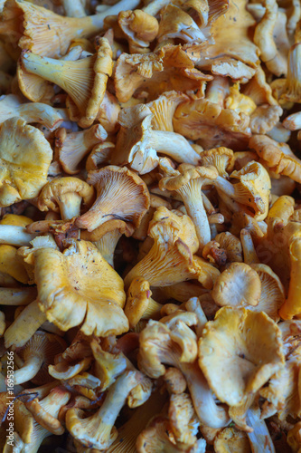 collected in the forest fresh mushrooms chanterelles, piled in a box