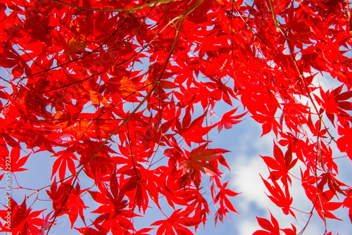 Red colorful autumnal maple leaves, blue sky background - Autumn concept