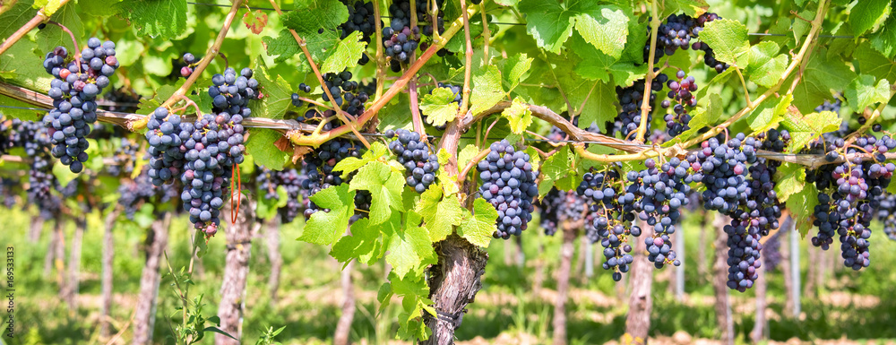 Papier peint photo avec Grappes noires et rouges aux vendanges #169533133
