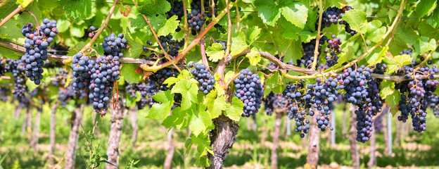 Foto auf Acrylglas Weingarten Nahaufnahme von roten schwarzen Trauben in einem Weinberg, Panoramahintergrund, Traubenerntekonzept  © Delphotostock