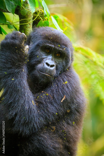 Mountain gorilla - Bwindi Impenetrable N. P. - Uganda © Radek