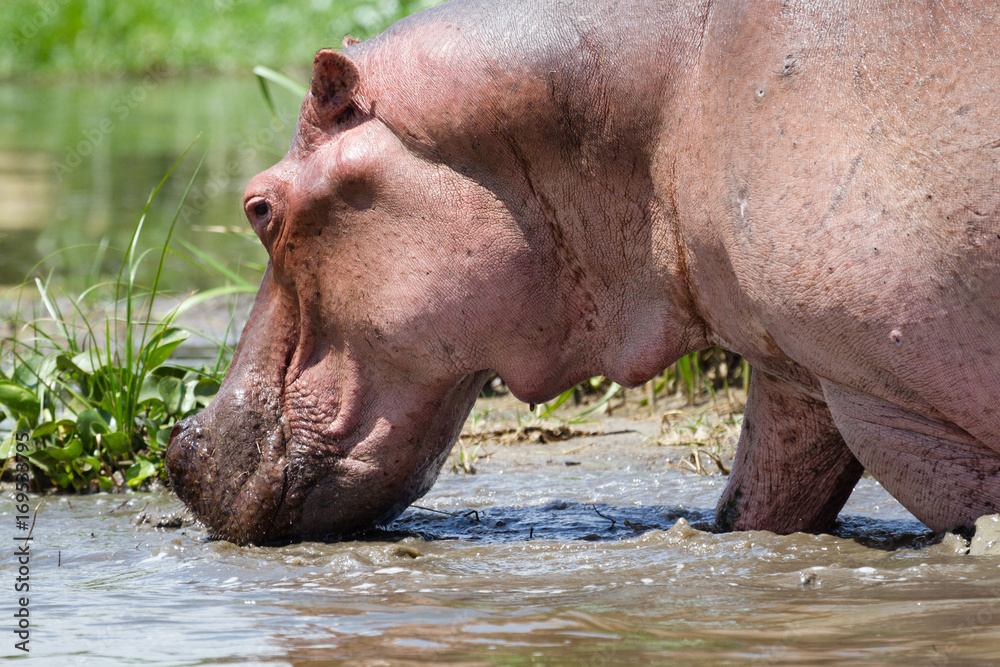 Hippos in Murchison Falls N.P. - Uganda Hippos in Murchison Falls N.P. - Uganda