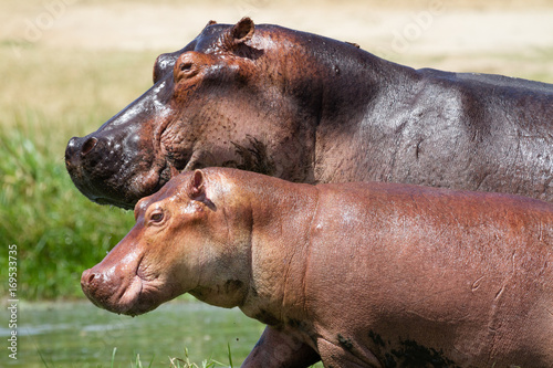 Hippos in Murchison Falls N.P. - Uganda