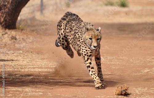 Cheetah exercising