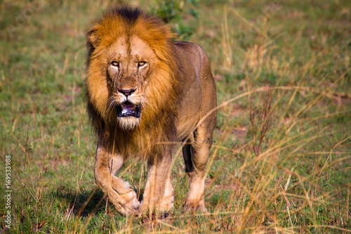 Lion in Murchison Falls N.P. - Uganda