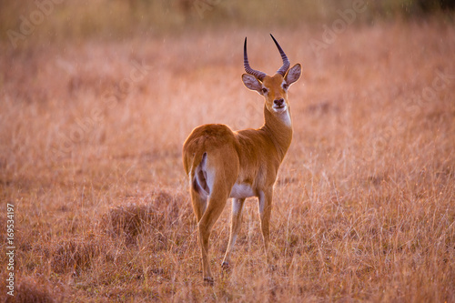 Antelope in Queen Elizabeth N.P. - Uganda