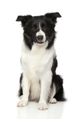 Border Collie in front of white background